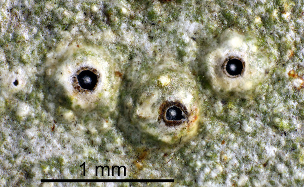 Ocellularia papillata (Leight.) Zahlbr.
