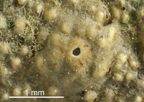 Ocellularia pertusariiformis (Leight.) Zahlbr.