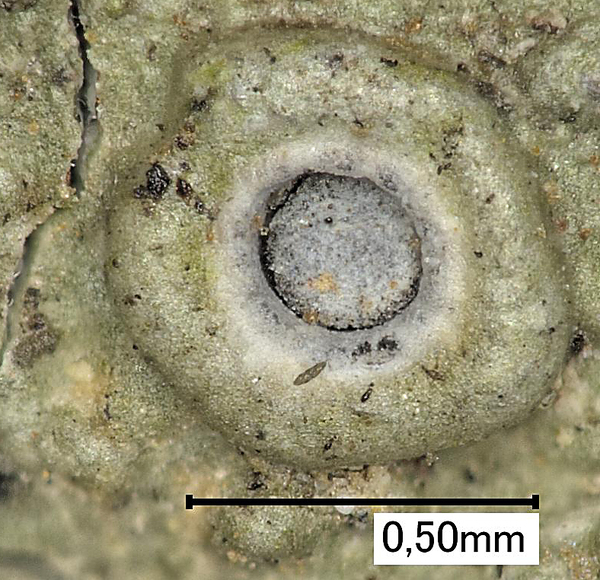 Ocellularia punctulata (Leight.) Zahlbr.