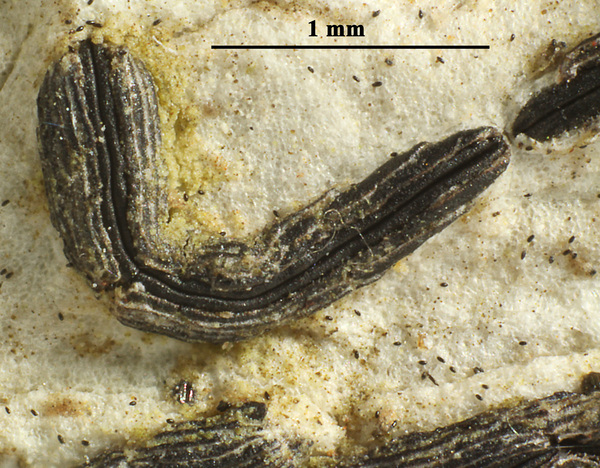 Allographa rimulosa (Mont.) Lücking & Kalb