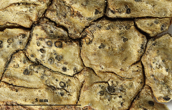 Astrothelium consimile (Müll. Arg.) Aptroot & Lücking