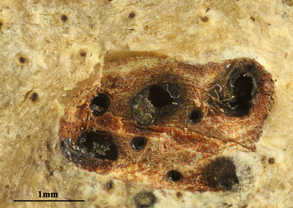 Astrothelium exostemmatis (Müll. Arg.) Aptroot & Lücking