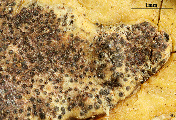 Astrothelium feei (C.F.W. Meissn.) Aptroot & Lücking