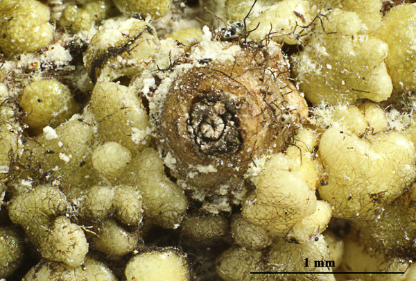 Astrothelium puiggarii (Müll. Arg.) Aptroot & Lücking