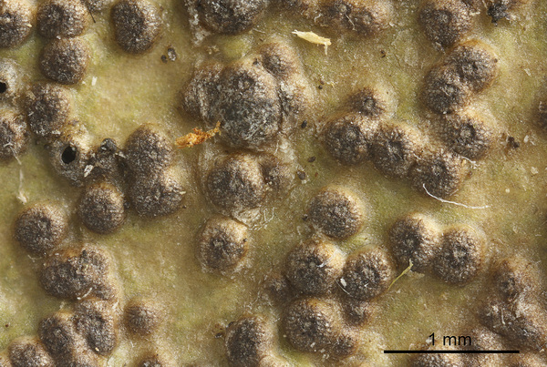 Astrothelium nitidiusculum (Nyl.) Aptroot & Lücking