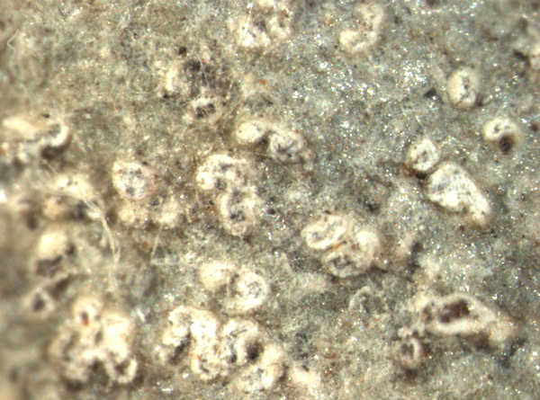 Arthonia chiodectella Nyl.