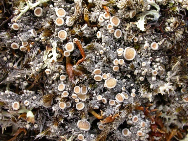Ochrolechia grimmiae Lynge