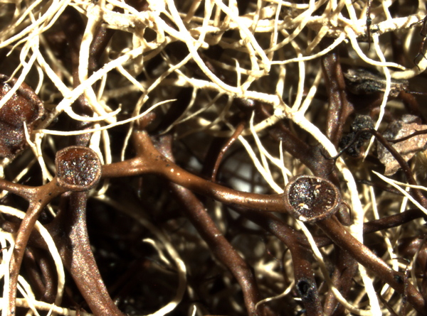 Oropogon orientalis (Gyeln.) Essl.