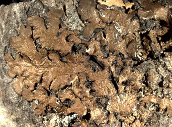Austromelanelixia subglabra (Räsänen) Divakar, A. Crespo & Lumbsch