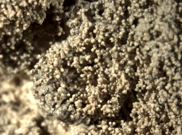 Ochrolechia yasudae Vain.