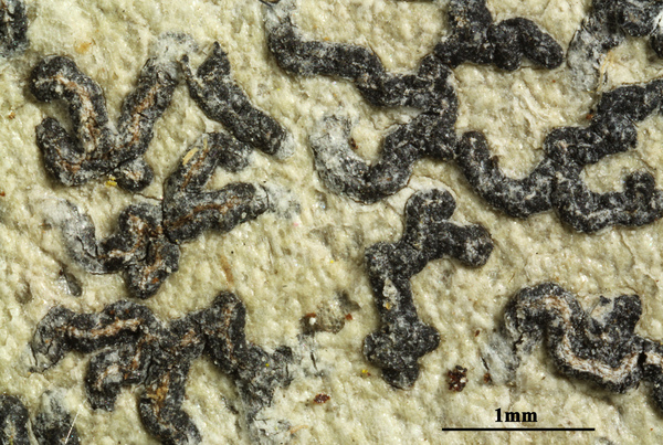 Opegrapha subdictyospora M. Cáceres, E.L. Lima & Aptroot